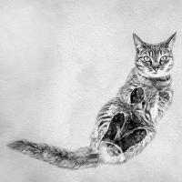 Set Subject 'From an unusual viewpoint' 2026: Winner 'Cat on the roof' by Roger James