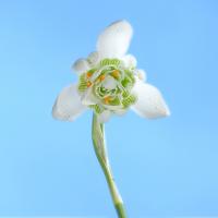 Set Subject 'From an unusual viewpoint' 2026: 20/20 score 'Snowdrop from below' by Barrie Hatten