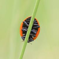 Set Subject 'From an unusual viewpoint' 2026: 20/20 score 'Ladybird' by Penny Reeves