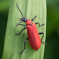 Black-headed Cardinal Beetle