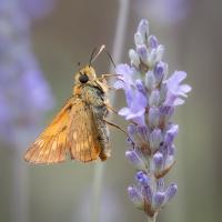 Large Skipper