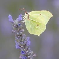 Brimstone