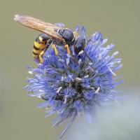 European Beewolf