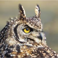 20/20 score 'Indian Eagle Owl' by Andrew Powell