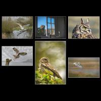 Owls, by Andrew Powell and Doug Thompson