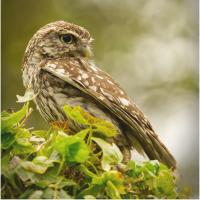 19/20 score 'Little Owl' by Doug Thompson