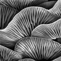 20/20 score 'Fungal Textures' by Paul Saunders