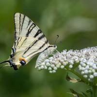 Swallowtail butterfly